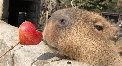 伊豆シャボテン動物公園