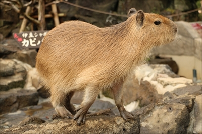 伊豆シャボテン動物公園