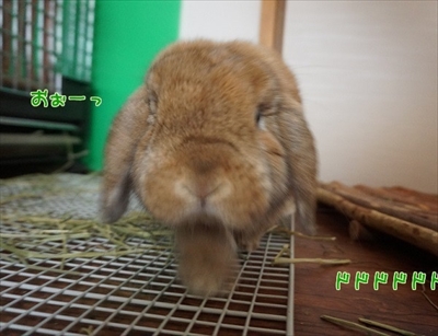 もんじももじじ