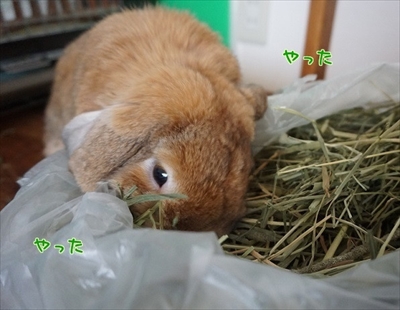 もんじももじじ