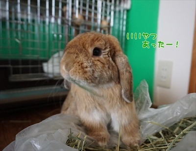 もんじももじじ