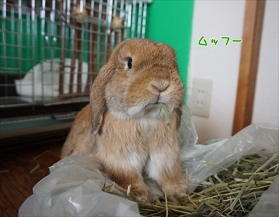 もんじももじじ