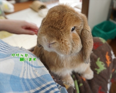 もんじももじじ