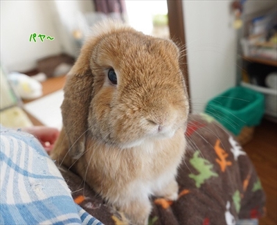 もんじももじじ