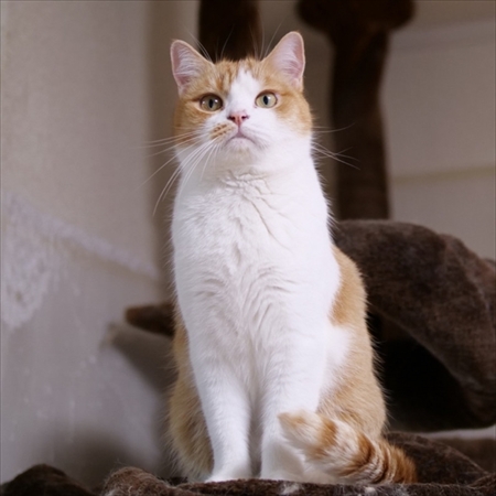 マンチカンズと仲間たち