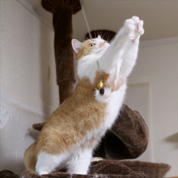 マンチカンズと仲間たち