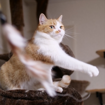 マンチカンズと仲間たち