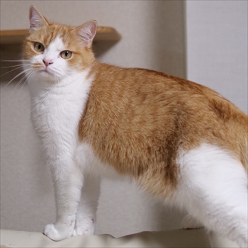 マンチカンズと仲間たち