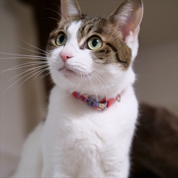 マンチカンズと仲間たち