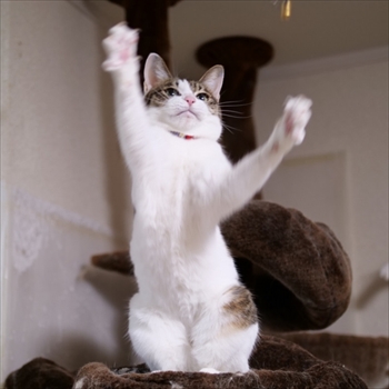 マンチカンズと仲間たち