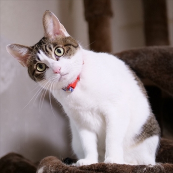 マンチカンズと仲間たち