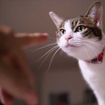 マンチカンズと仲間たち