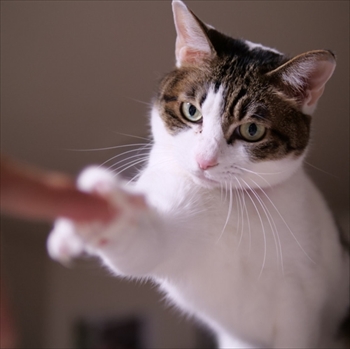 マンチカンズと仲間たち