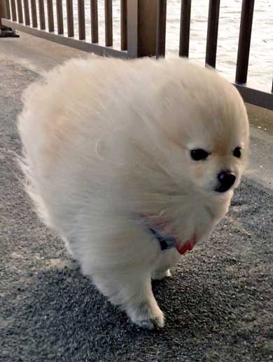 強風に煽られる犬 粘土細工 ポメラニアン 流線型 2足歩行