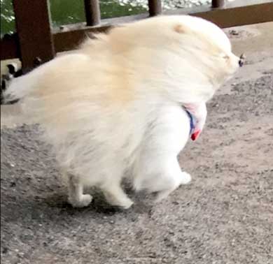 強風に煽られる犬 粘土細工 ポメラニアン 流線型 2足歩行