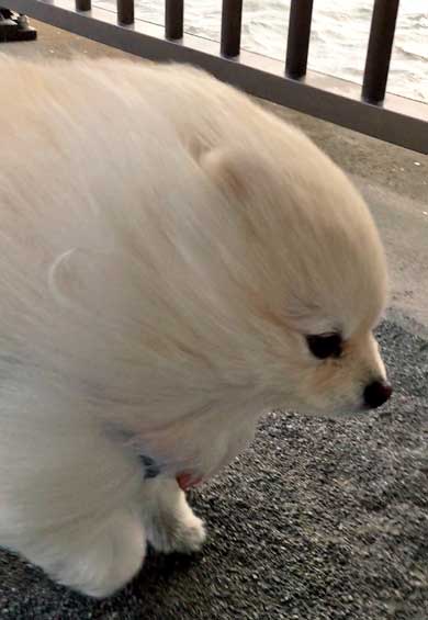 強風に煽られる犬 粘土細工 ポメラニアン 流線型 2足歩行