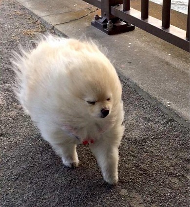強風に煽られる犬 粘土細工 ポメラニアン 流線型 2足歩行