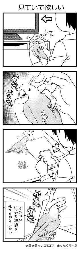 インコ 4コマ 漫画 あるある まったくモー助 こまちゃん