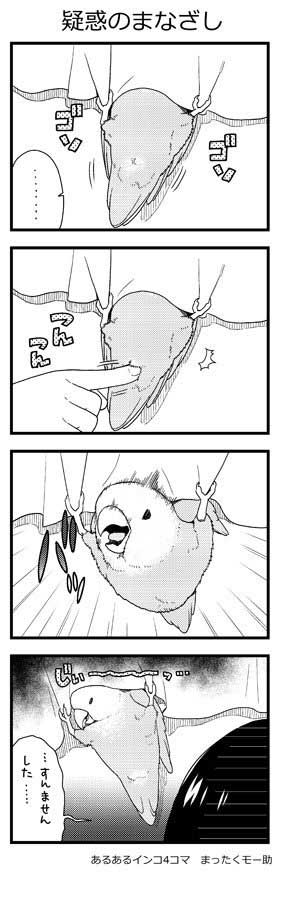 インコ 4コマ 漫画 あるある まったくモー助 こまちゃん