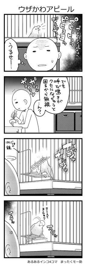インコ 4コマ 漫画 あるある まったくモー助 こまちゃん