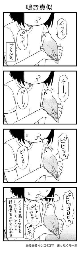 インコ 4コマ 漫画 あるある まったくモー助 こまちゃん
