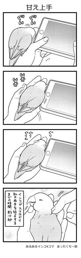 インコ 4コマ 漫画 あるある まったくモー助 こまちゃん