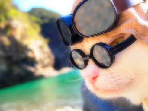 ジブリ 猫 コスプレ 紅の豚 もののけ姫 徳島 観光地