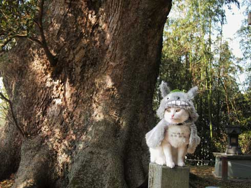 ジブリ 猫 コスプレ 紅の豚 もののけ姫 徳島 観光地