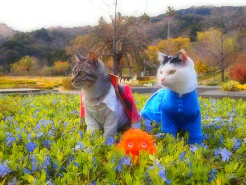 ジブリ 猫 コスプレ 紅の豚 もののけ姫 徳島 観光地