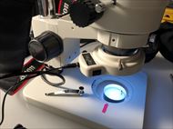 アフロ田中 うる星やつら からかい上手の高木さん ツルモク独身寮 ハヤテのごとく！ クボタ LOVE 米プロジェクト キュウソネコカミ 小学館