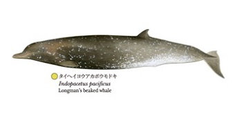 国立科学博物館　「世界の鯨」ポスター