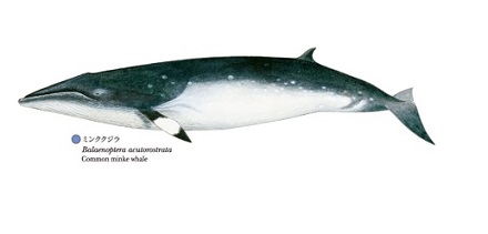 国立科学博物館　「世界の鯨」ポスター