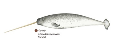 国立科学博物館　「世界の鯨」ポスター