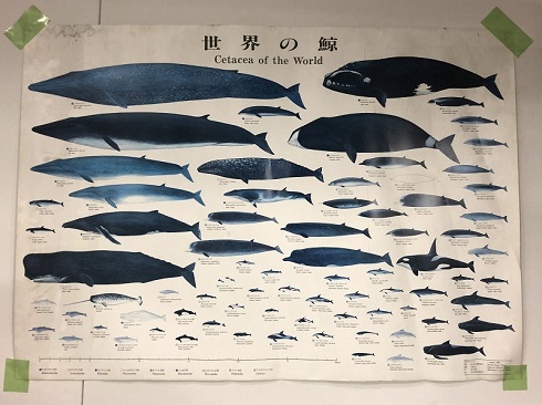 国立科学博物館　「世界の鯨」ポスター
