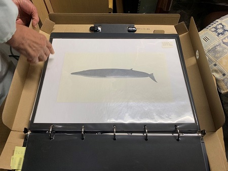 国立科学博物館　「世界の鯨」ポスター