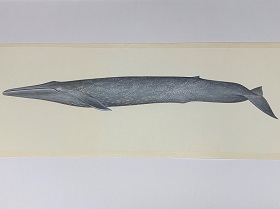 国立科学博物館　「世界の鯨」ポスター