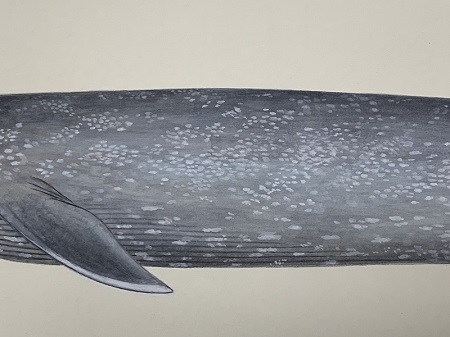 国立科学博物館　「世界の鯨」ポスター