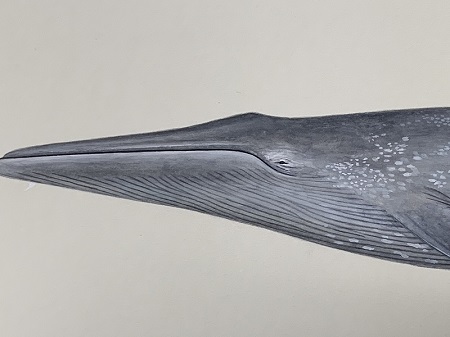 国立科学博物館　「世界の鯨」ポスター