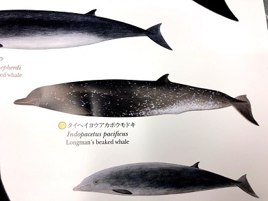 国立科学博物館　「世界の鯨」ポスター