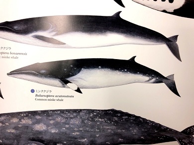 国立科学博物館　「世界の鯨」ポスター