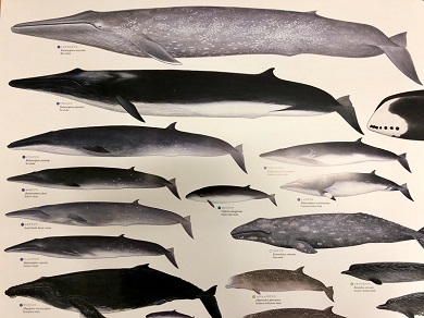 国立科学博物館　「世界の鯨」ポスター