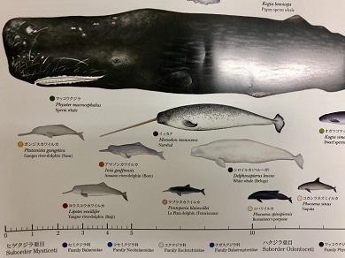 国立科学博物館　「世界の鯨」ポスター