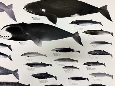 国立科学博物館　「世界の鯨」ポスター