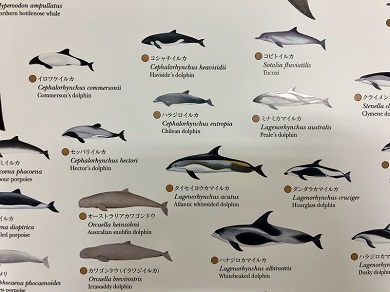 国立科学博物館　「世界の鯨」ポスター