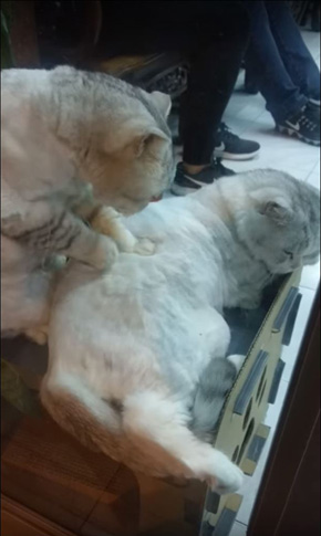 The Purrrfect Massage