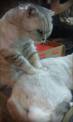 The Purrrfect Massage