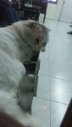 The Purrrfect Massage