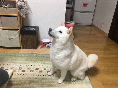 白柴『きなこ』のお気楽ブログ