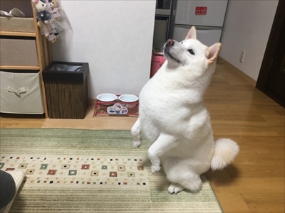 白柴『きなこ』のお気楽ブログ