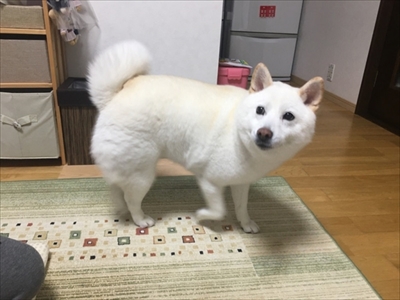 白柴『きなこ』のお気楽ブログ